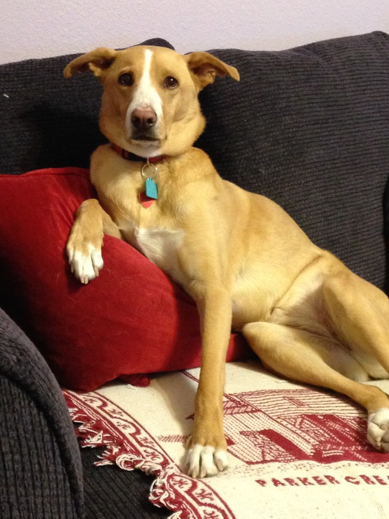 One of the characters in Marshmallow Mayhem is Soso, the dog. Here’s her photo and a bit from her POV.
